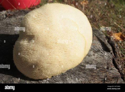 virginia usa close    hericium erinaceus lions mane