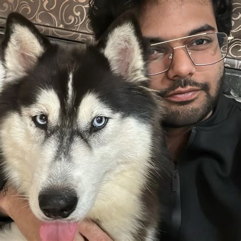 Siberian Husky | Breed Guide, Price, Temperament, Lifespan