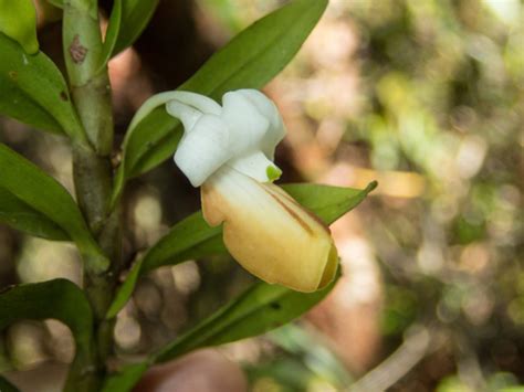 Taxon Dendrobium Ellipsophyllum Gee Nature