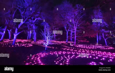 Christmas Light Trail, Botanic Gardens, Edinburgh Stock Photo - Alamy