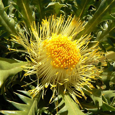 Dryandra Now Banksia Australian Native Plants Society Australia