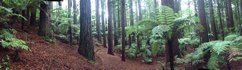 Humboldt Redwoods State Park — Scotia Lodge