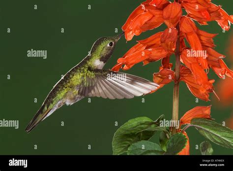 Broad Tailed Hummingbird Selasphorus Platycercus Male In Flight Feeding