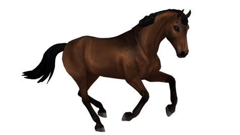 Belgian Warmblood | Horse breed | Star Stable