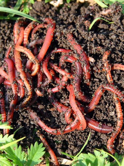 Red Wigglers - Composting Worms - Free Shipping | Gardeners.com