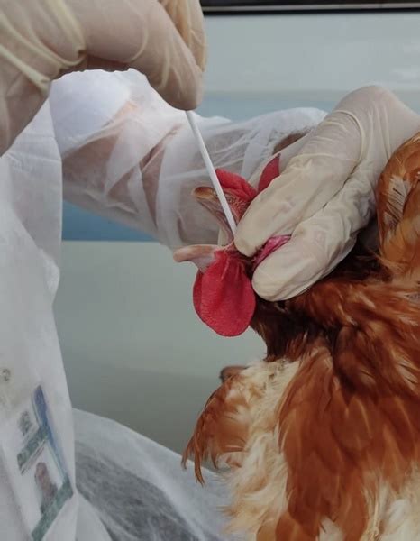 Casos de gripe aviária em aves silvestres se espalham pelo Brasil e 1º