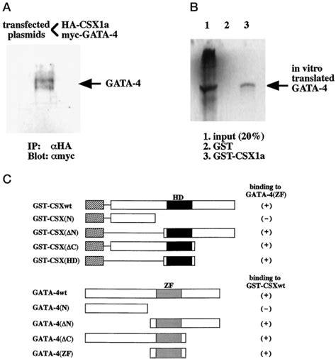 Context Dependent Transcriptional Cooperation Mediated By Cardiac