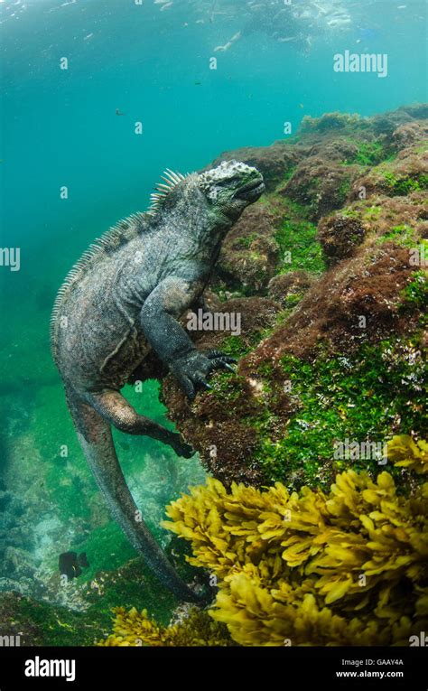 Marine Iguana Amblyrhynchus Cristatus Underwater Fernandina Island