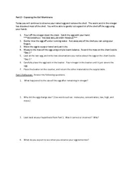 Naked Egg Lab By Laura Motley Mahnken Tpt