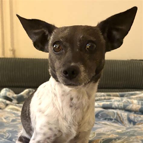Adopt Squirt Today - Pets TheCountyOffice