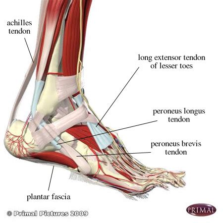 Birmingham Orthopaedic Foot and Ankle Clinic - Anatomical Drawings