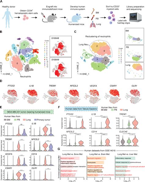 Immunosuppressive Reprogramming Of Neutrophils By Lung Mesenchymal