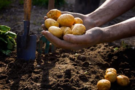 Sind Gekeimte Kartoffeln Essbar Was Kann Mit Alten Kartoffeln Machen