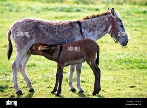 donkey foal   res stock photography  images alamy
