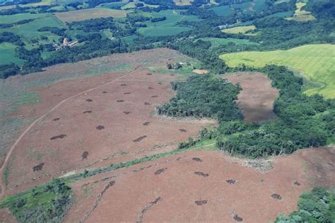 Desmatamento ilegal resulta em multas milionárias no Oeste do PR Sou Agro