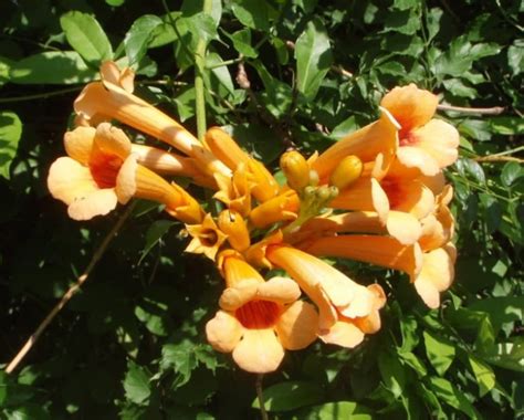 Yellow Trumpet Vine Campsis Radicans F Flava Golden Yellow Beautiful