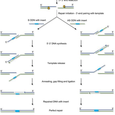 CRISPR target sequence and the donor DNA templates for the Atlantic... | Download Scientific Diagram