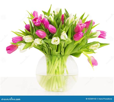 Tulips Flowers Bouquet In Vase White Background Stock Photo Image Of