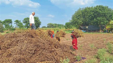 Soybean Harvesting । सोयाबीन काढणीला वेग उत्पादन घटीची चिन्हे । Picked Up Speed And There Are