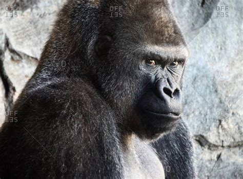 Angry Silverback Gorilla Face