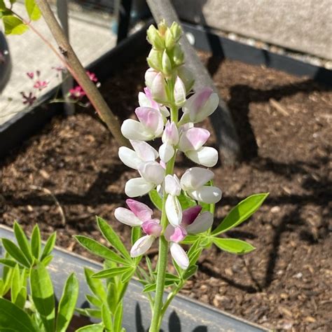 Lupinus Pixie Delight Mix Lupin Pixie Delight Mix Uploaded