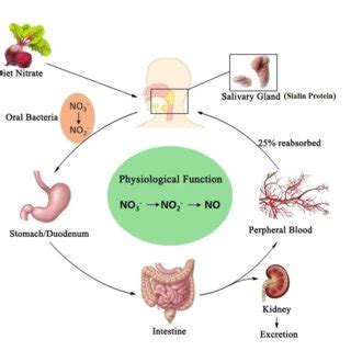 (PDF) Nitrate and Nitrite in Health and Disease