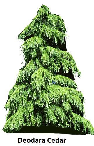 cedar tree selection guide christmas tree varieties