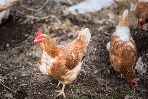 Red Sex Link Chicken Breed Info Where To Buy Chicken Chicks Info