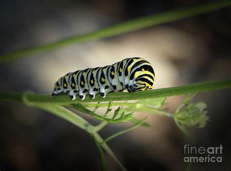 Black Swallowtail Caterpillar Hiding Photograph by Karen Adams - Fine ...