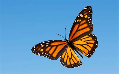 Blue Monarch Butterfly Flying