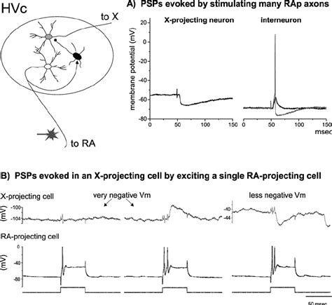 Subthreshold And Suprathreshold Responses Conventions As In Fig 2 To