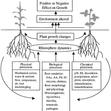 The effects of monocropping and different intercropping treatments on... | Download Scientific ...