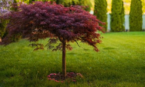 Acer Inaba Shidare Japanese Maple Pot Hello Hello Plants