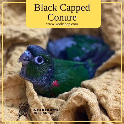 Black Capped Conure