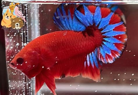 Cá Betta Red Fancy Đặc điểm và cách nuôi cho người mới Rium Center