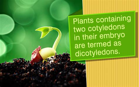 All About Dicot Plants - Biology Wise