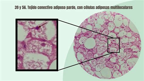 Laboratorio C Lulas Y Matriz Del Tejido Conectivo Tejido Conectivo