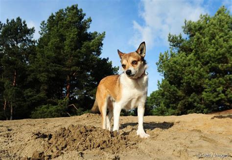 Norsk Lundehund Conhe A Algumas Curiosidades Sobre Essa Ra A De