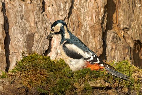 Bird Woodpecker Ornithology Free Photo On Pixabay Pixabay