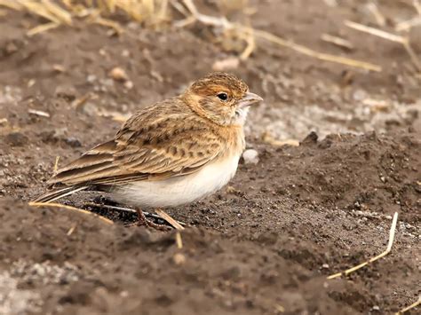 Fischer S Sparrow Lark Ebird