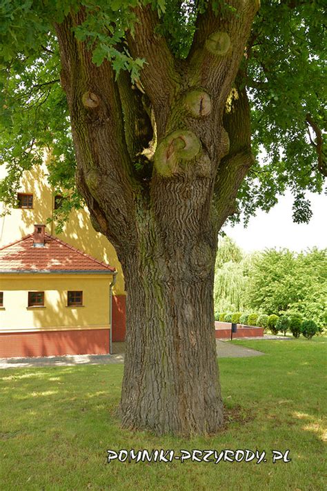 Pomniki przyrody w gminie Wińsko pow wołowski dolnośląskie