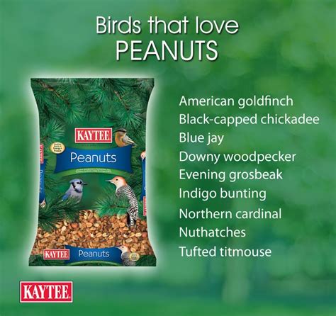 When You Have Peanuts As Wild Bird Food In Your Feeders You Can Expect To See These Birds