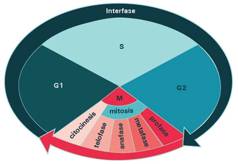 Proceso Portal Académico del CCH