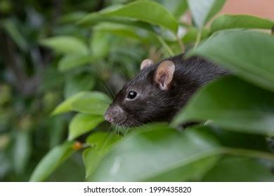 Rat On Tree Images Stock Photos Vectors Shutterstock