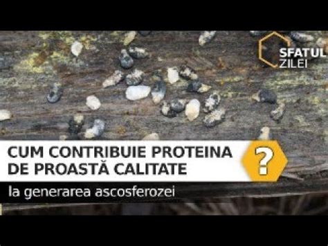 Cum Contribuie Proteina De Proasta Calitate La Generarea Ascosferozei