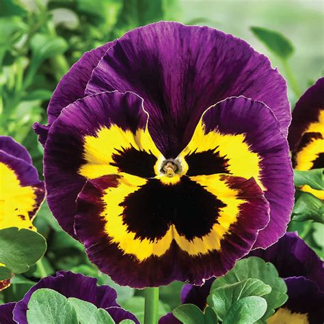 Buy Fresh Pansy Flowers In India | Edible Flower Producer - JGBC Farms