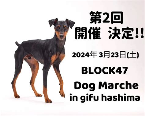 【岐阜県羽島市】2024年3月23日（土）『第2回 Block47 ドッグマルシェin岐阜 羽島』が開催 ️ ラテちゃんねる｜【犬とお