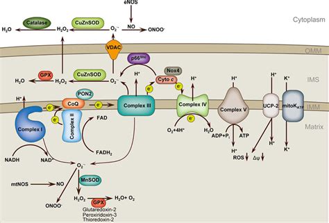 Voltage Dependent Anion Channels Vdac