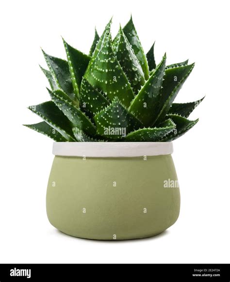 Pianta In Vaso Di Aloe Vera Immagini E Fotografie Stock Ad Alta