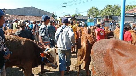 GEGER Siang Ini Gak Jadi Riview Pedet Jantan Pasar Sapi Nganjuk